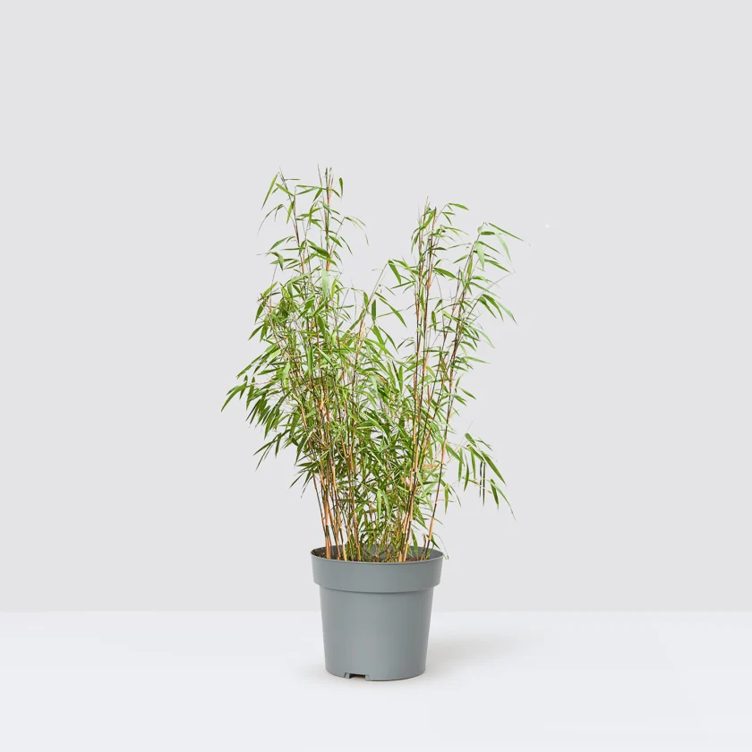 Pseudosasa owatarii (Kuma Arrow Bamboo)